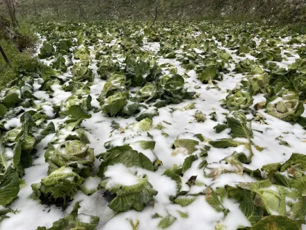 影/下雪兩樣情！尖石農民10公頃高麗菜「全被雪淹掉了」　損失超過80萬