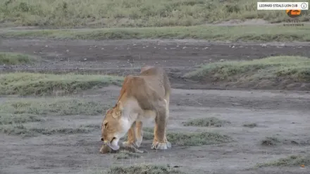 有片慎入！母獅舔舐寶寶！下秒「扯頭吞下」　驚悚畫面全曝光