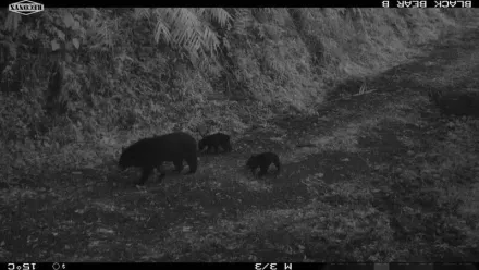 熊出沒注意！台東利嘉林道「黑熊媽媽帶2寶散步」