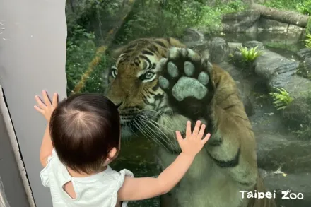 台北市立動物園「馬來虎初登場」！Shima趴玻璃與萌小孩貼貼