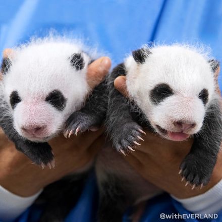 愛寶樂園公開熊貓雙胞胎滿月照　妹妹吐舌萌樣融化一票網友