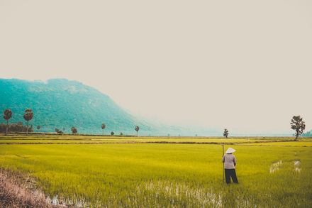 聖嬰影響大部分亞洲稻米減產　台灣易多雨反而有助灌溉！