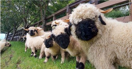 標售1歲瓦萊黑鼻羊「30萬元起跳」　清境農場割愛原因曝光
