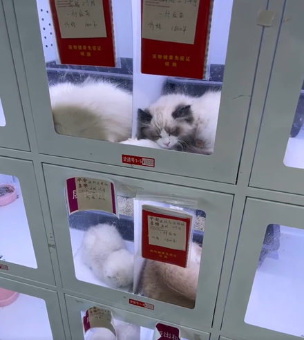 陸街頭驚現「寵物販賣機」！小貓被關狹窄櫥窗病懨懨樣　網怒：死好幾隻了