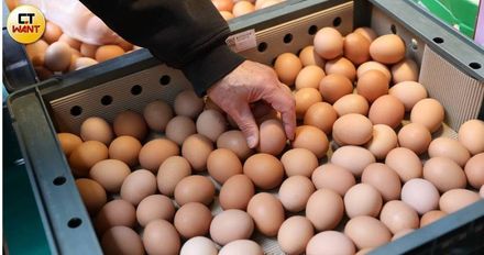 2年來新低！蛋價今再降3元　產地價每斤32.5元、批發價42元